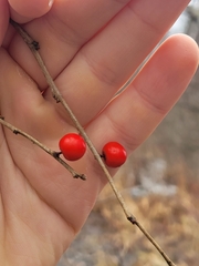 Ilex verticillata