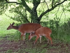 Tragelaphus sylvaticus