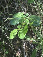 Azara integrifolia