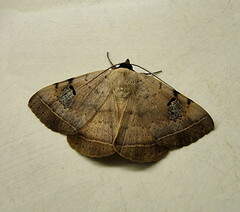 Hypopyra africana