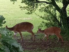 Tragelaphus sylvaticus