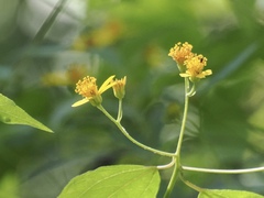 Hymenostephium cordatum