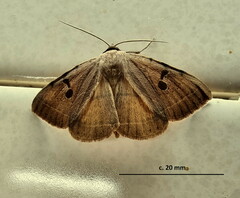 Hypopyra africana