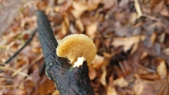 Neofavolus americanus