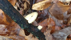 Neofavolus americanus