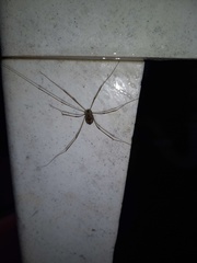 Leuronychus pacificus