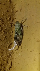 Phenax variegata