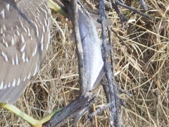 Dorosoma cepedianum