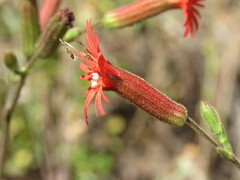 Silene laciniata