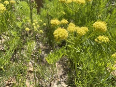 Lomatium triternatum
