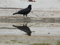 Corvus brachyrhynchos