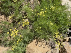 Lomatium triternatum