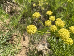 Lomatium triternatum