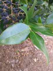 Ligustrum japonicum