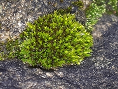 Ptychostomum pseudotriquetrum