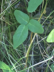 Boquila trifoliolata