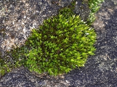 Ptychostomum pseudotriquetrum
