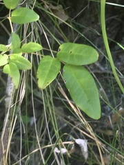 Boquila trifoliolata