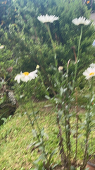 Leucanthemum maximum