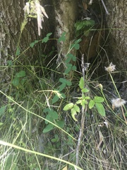 Boquila trifoliolata