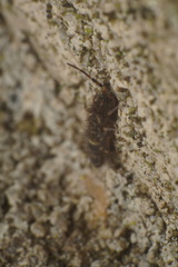Orchesella cincta