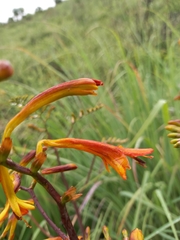 Crocosmia paniculata