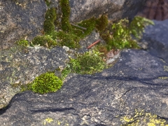 Ptychostomum pseudotriquetrum