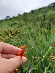 Crocosmia paniculata