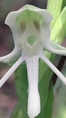 Habenaria quinqueseta