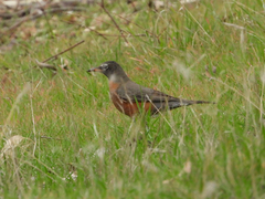 Turdus migratorius