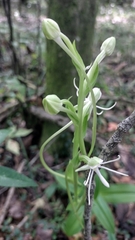 Habenaria quinqueseta