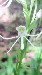 Habenaria quinqueseta