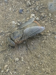 Osca lata