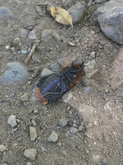 Osca lata