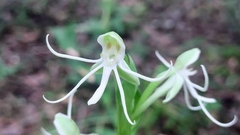 Habenaria quinqueseta