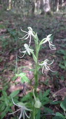 Habenaria quinqueseta