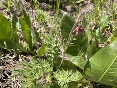 Geum triflorum