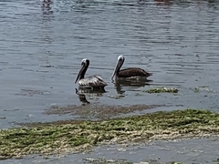 Pelecanus