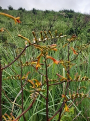 Crocosmia paniculata
