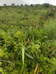 Crocosmia paniculata
