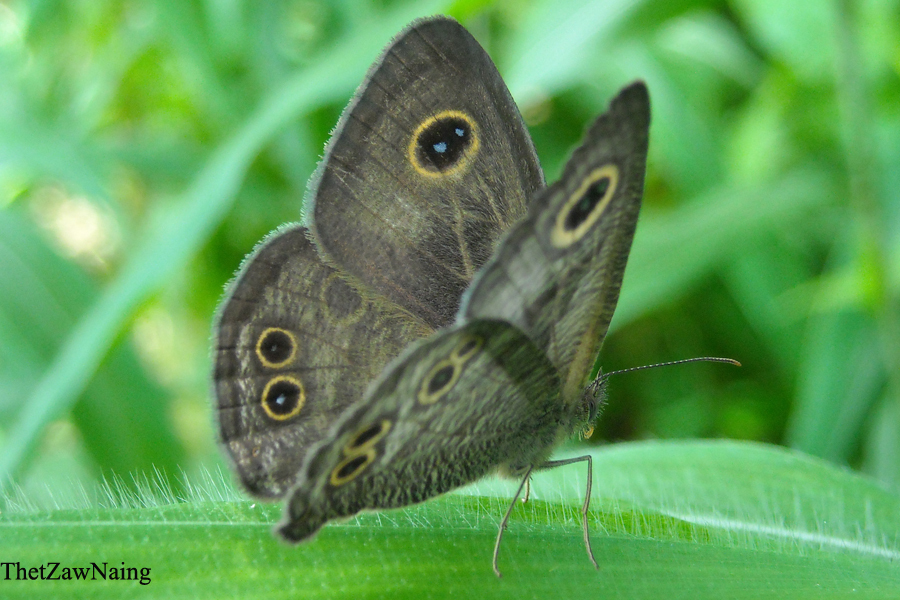 Butterflies of Singapore: Life History of the Common Four Ring