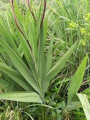 Crocosmia paniculata