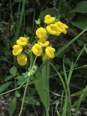 Calceolaria dentata