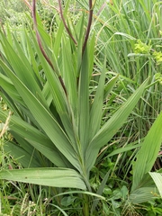Crocosmia paniculata