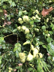 Psylla buxi