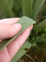 Crocosmia paniculata