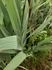 Crocosmia paniculata