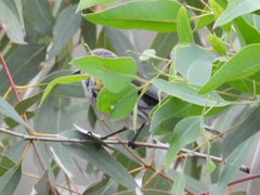 Setophaga coronata