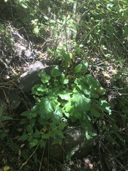 Francoa appendiculata