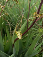 Crocosmia paniculata